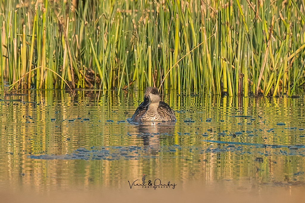 Marbled Duck